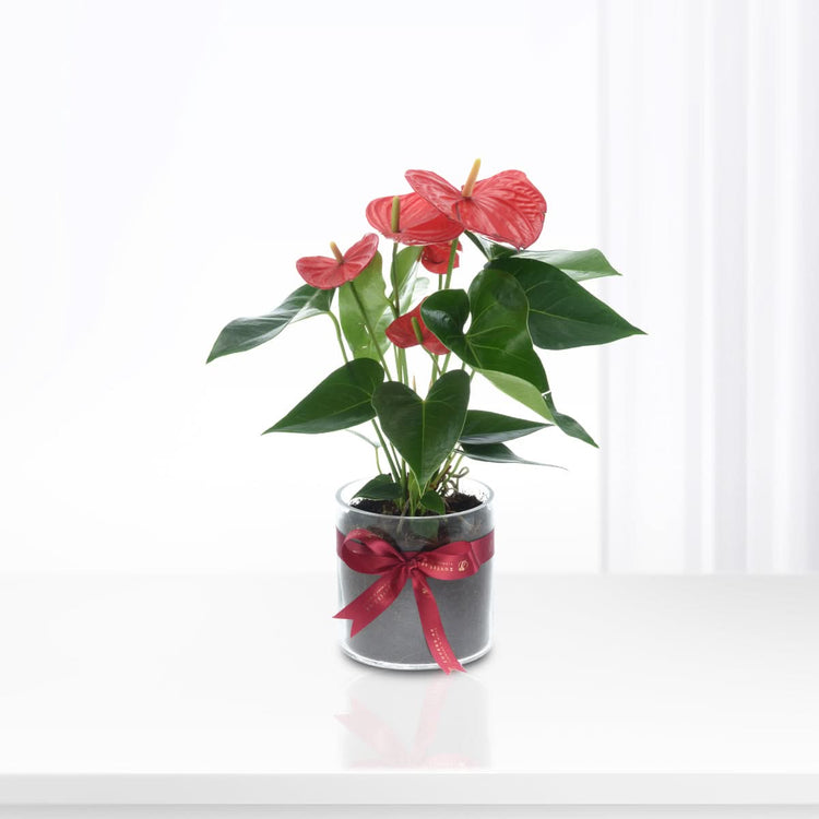 Anthurium Red In Glass Vase