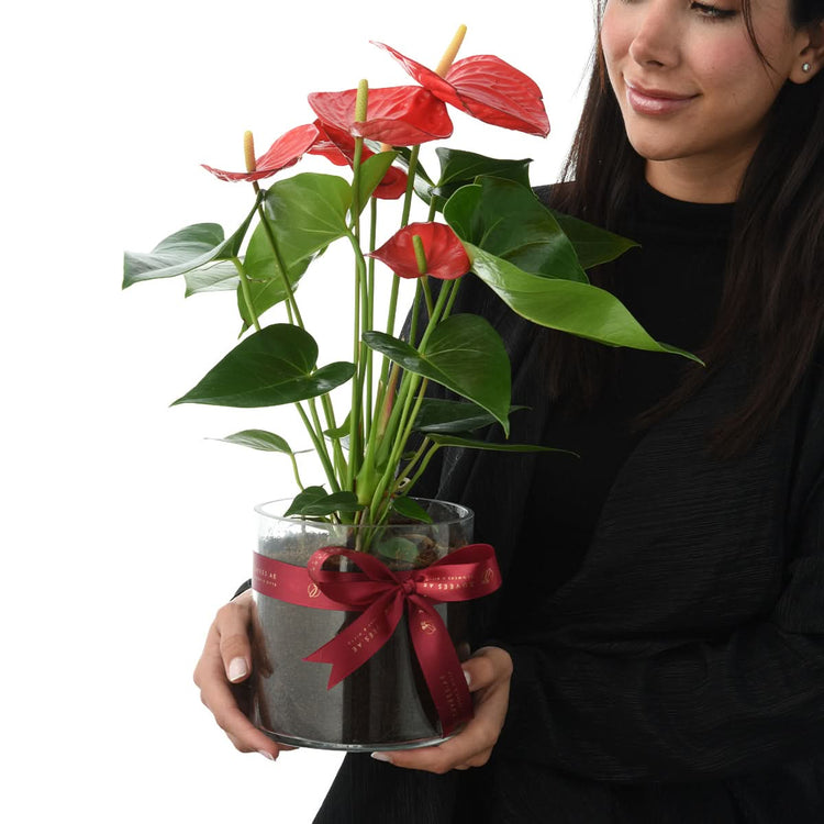 Anthurium Red In Glass Vase