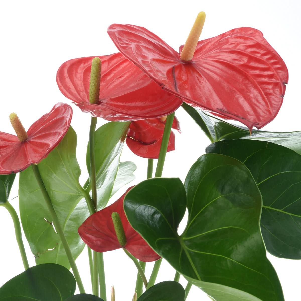 Anthurium Red In Glass Vase
