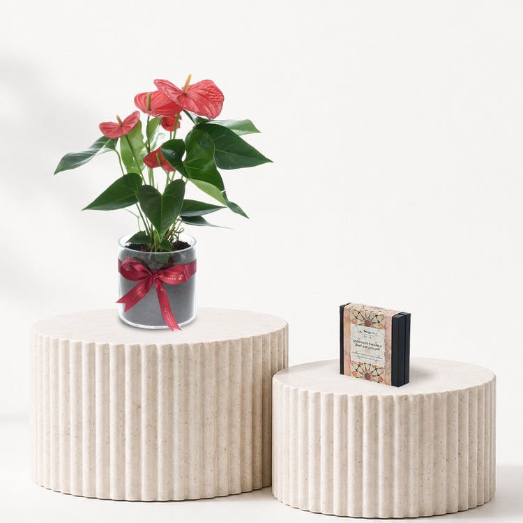 Anthurium Red Plant Chocolate Combo