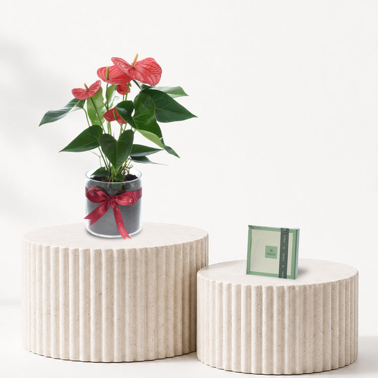 Anthurium Red Plant Chocolate Combo