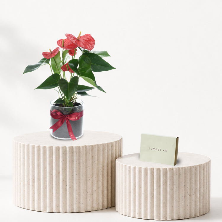 Anthurium Red Plant Chocolate Combo
