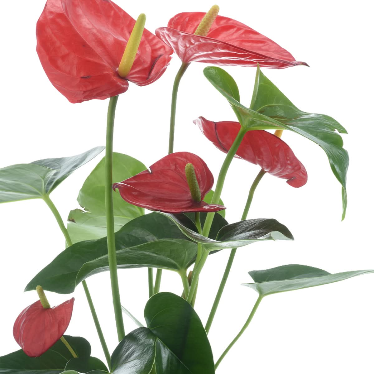 Anthurium Red Love You Dad Vase