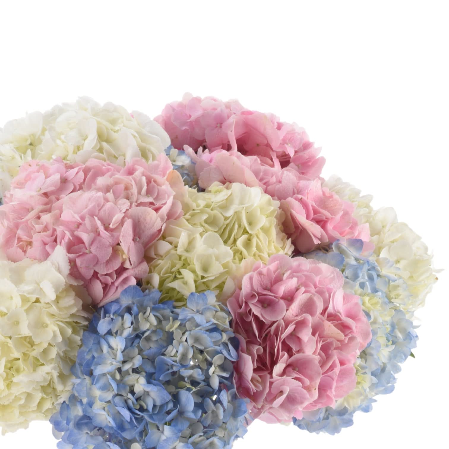 Soft pastel hydrangeas in pink, blue, and cream hues bloom vibrantly against pure white.