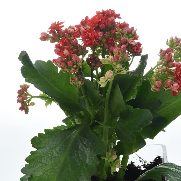 Kalanchoe Red Plant