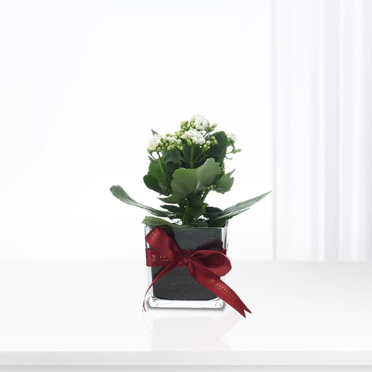Kalanchoe White Plant