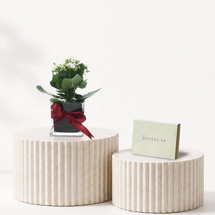 Kalanchoe White Plant Chocolate Combo