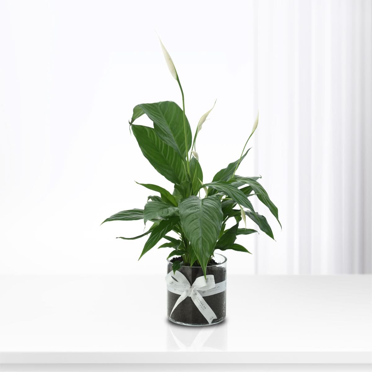 Peace Lily - Spathiphyllum Plant Cake Combo