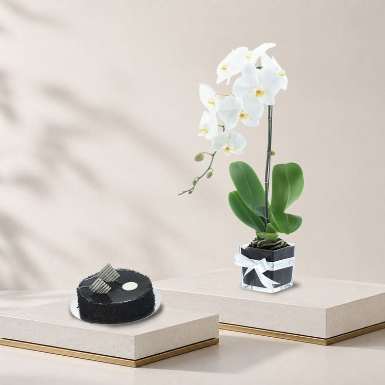 White Phalaenopsis orchid in a vase paired with a cake, orchid and cake gift combo, UAE