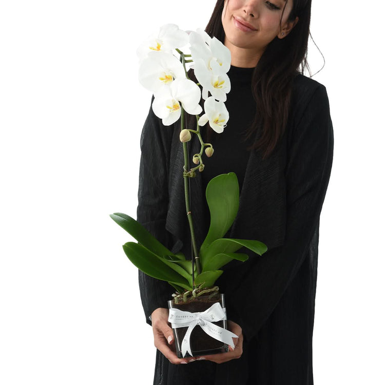 Woman holding a white Phalaenopsis orchid in a vase, orchid plant gift delivery in Dubai