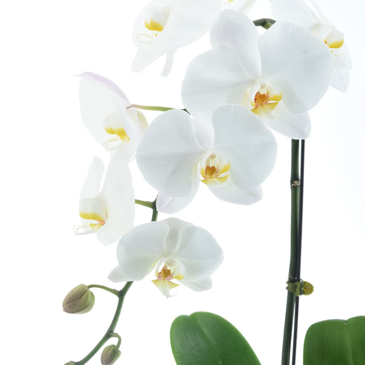 Close-up of white Phalaenopsis orchid blooms in a vase, premium indoor orchid plant