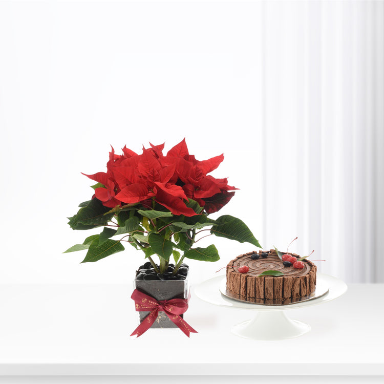 Vibrant red poinsettia with festive bow beside chocolate cake on white stand.