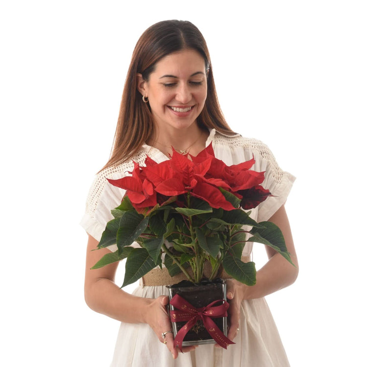 Woman holds vibrant red poinsettia in sleek pot with festive ribbon.