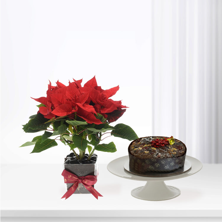 Poinsettia Wishes Cake Combo - Zuvees.ae