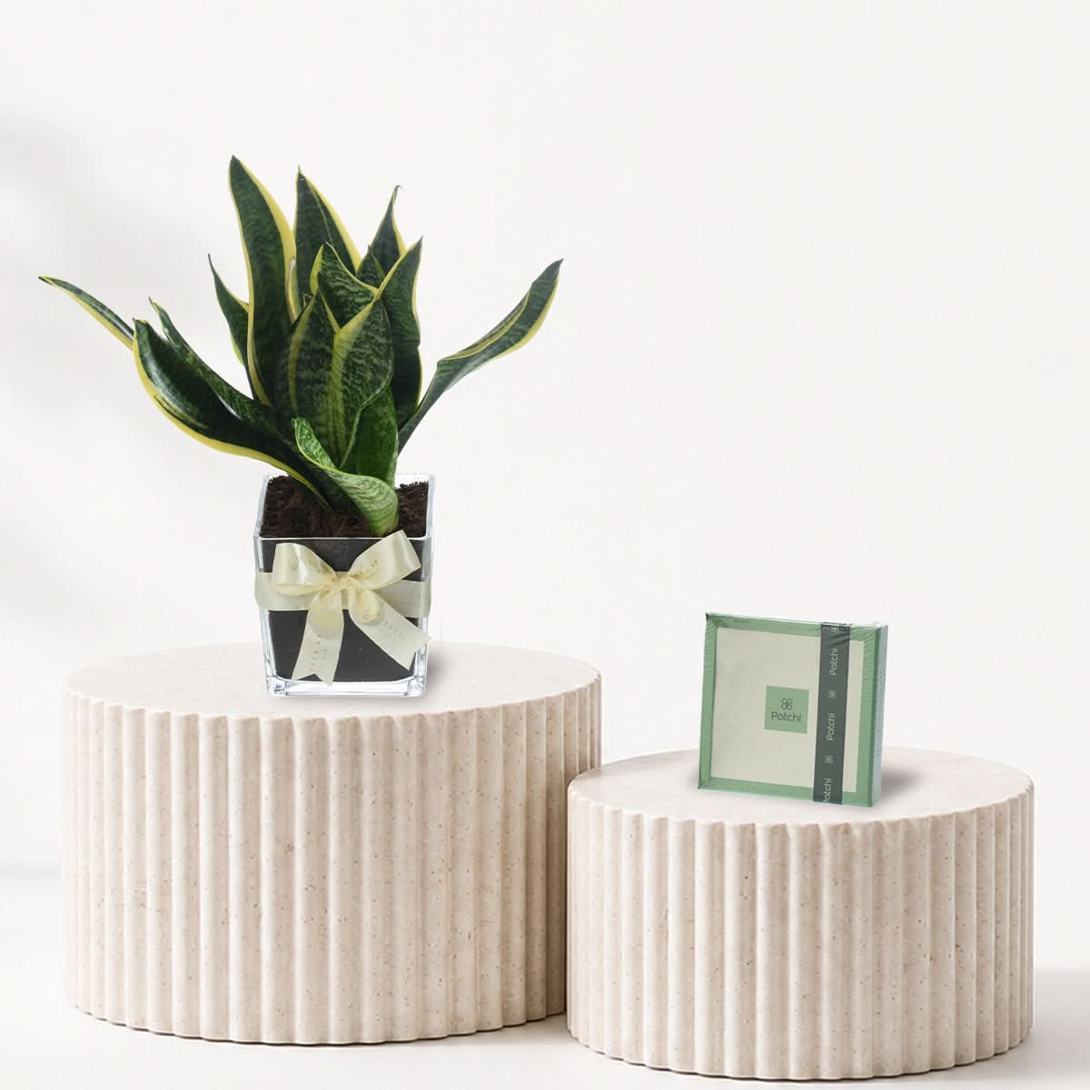 Snake plant In Vase Chocolate Combo