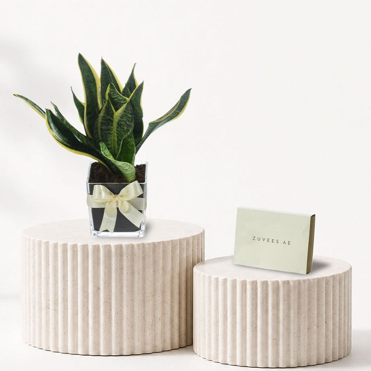Snake plant In Vase Chocolate Combo