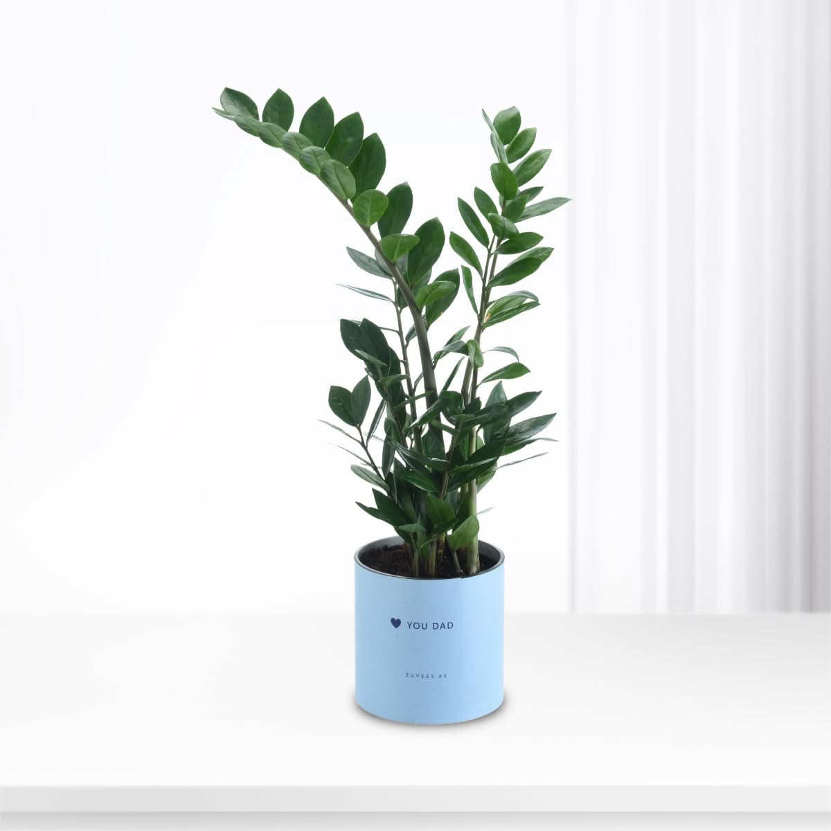 Zamiifolia Plant Love You Dad Vase