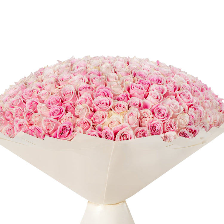 Vast dome of soft pink roses wrapped in creamy paper.