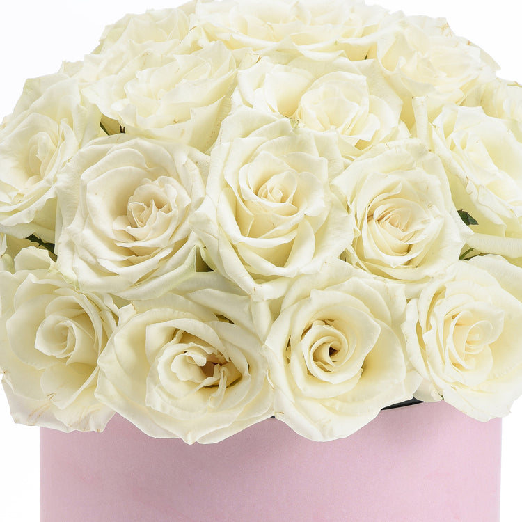 Cream roses in soft pink box, elegant and fresh.