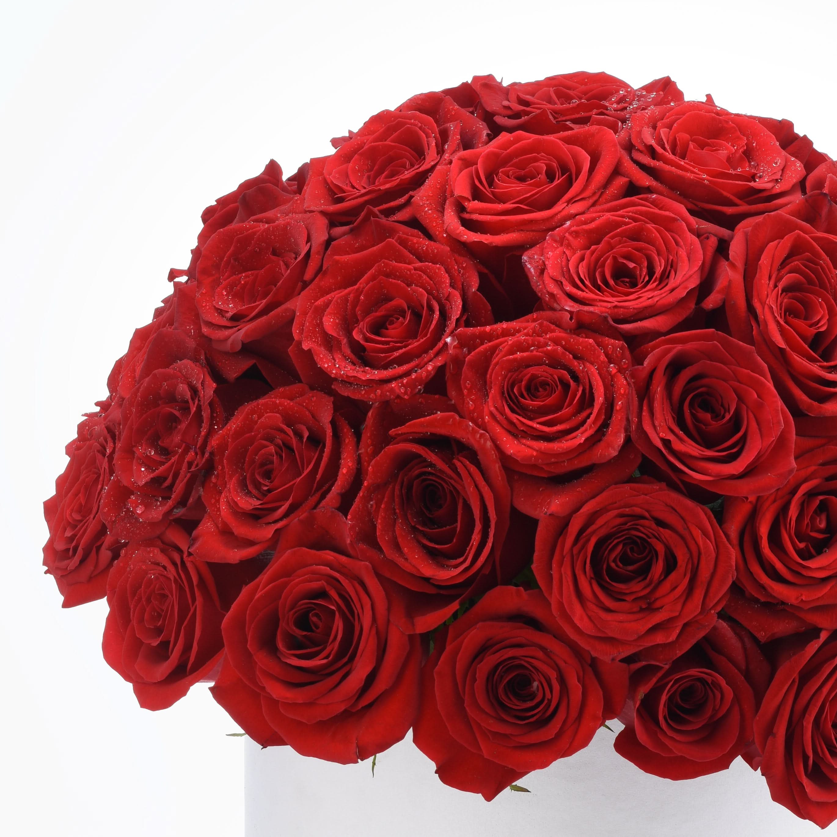 Vibrant red roses with dewdrops, lush petals, arranged densely in white box against pure white background.