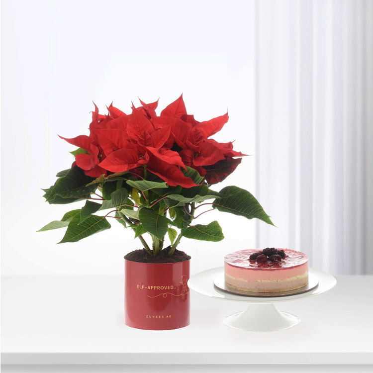 Vibrant red poinsettia in glossy red pot beside layered berry cheesecake.