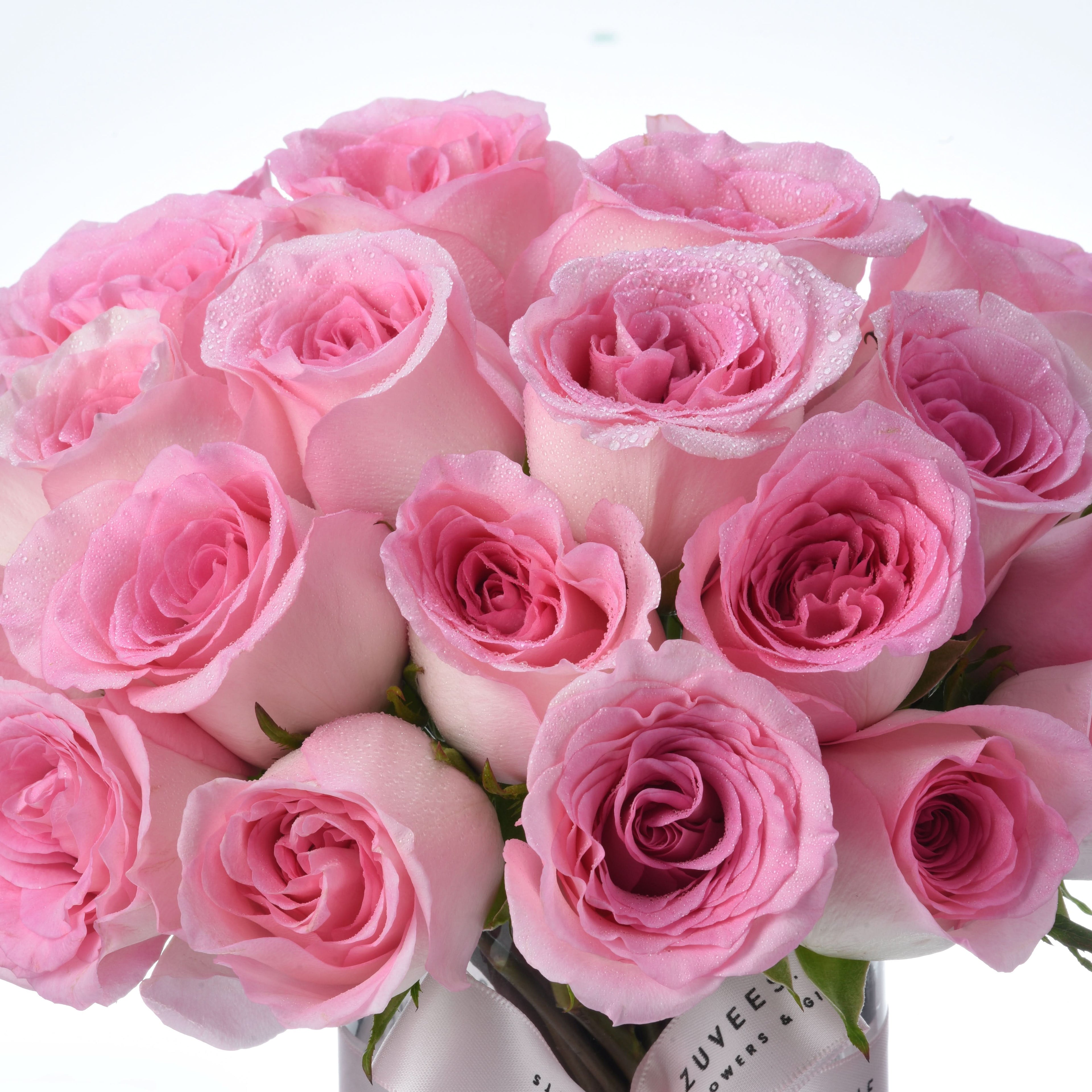 Soft pink roses glisten with dewdrops against a clean white background.