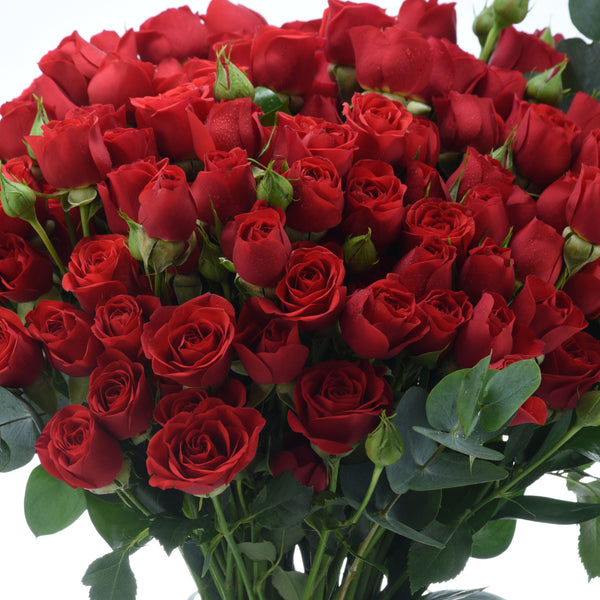 Valentine's Roses