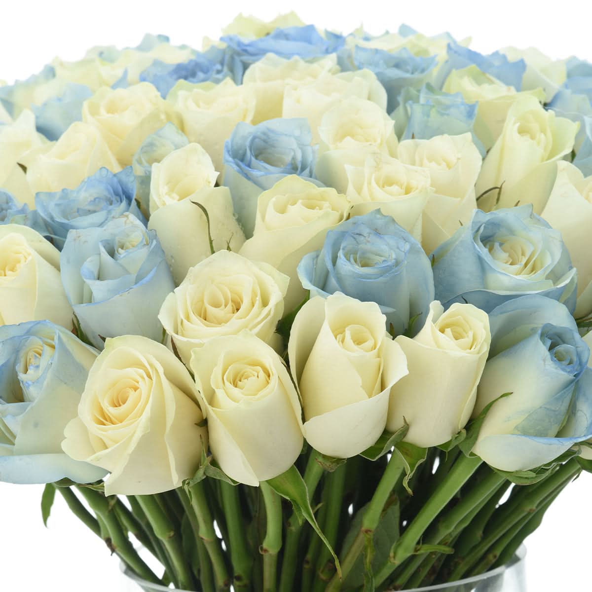 101 Blue Sky Roses Love You Dad Vase