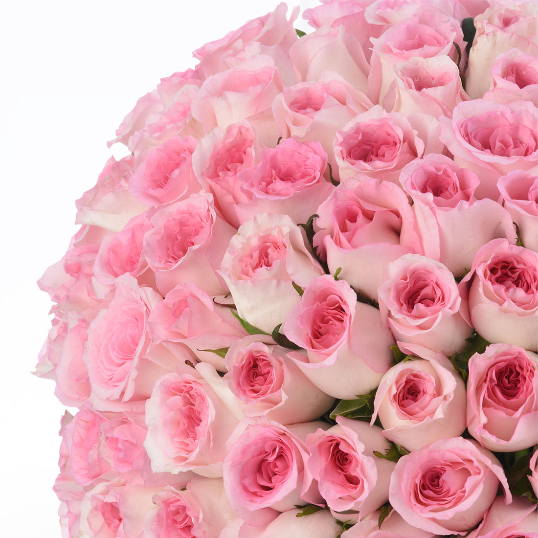 175 Pink Rose Empire - Zuvees.ae