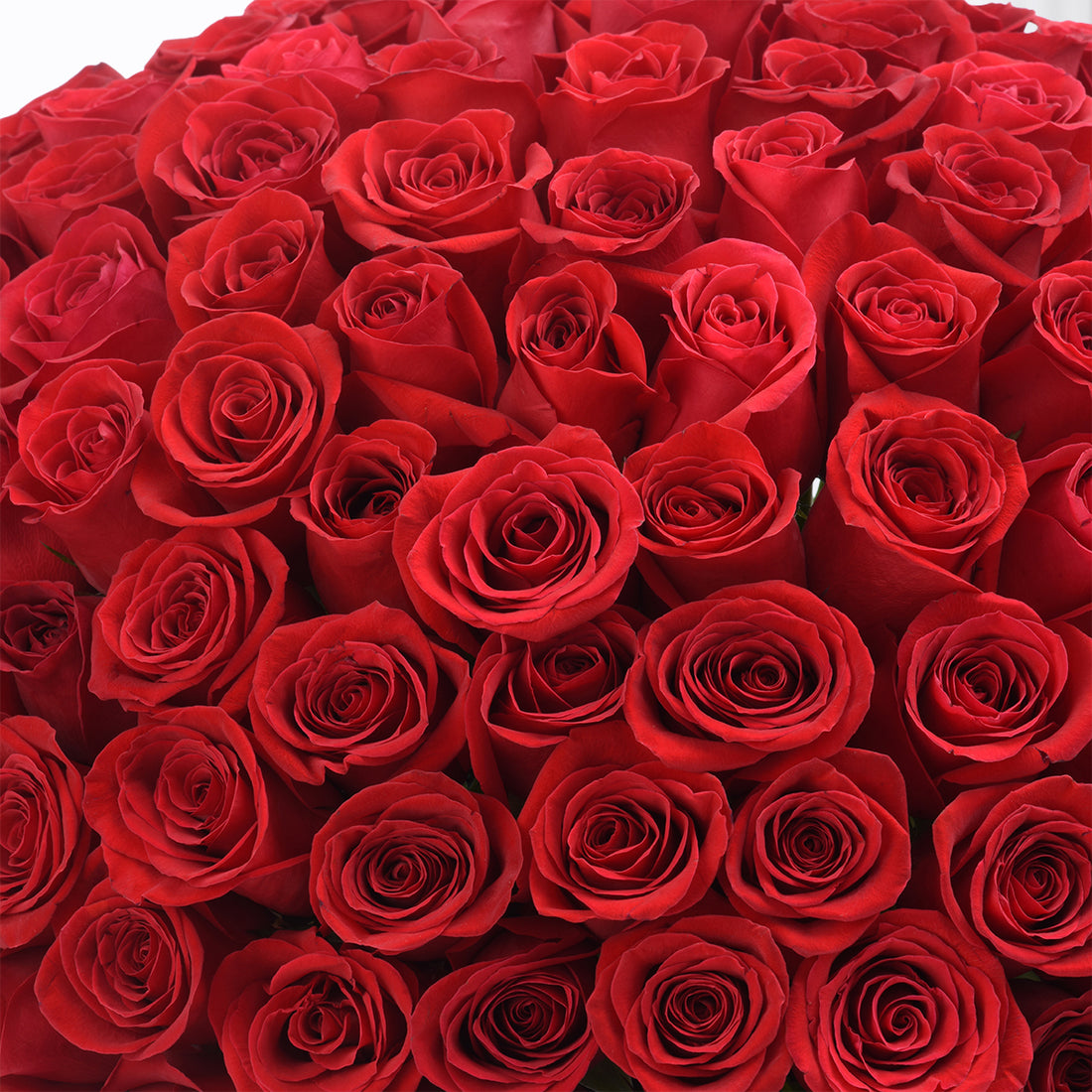 175 Red Majesty - Zuvees.ae