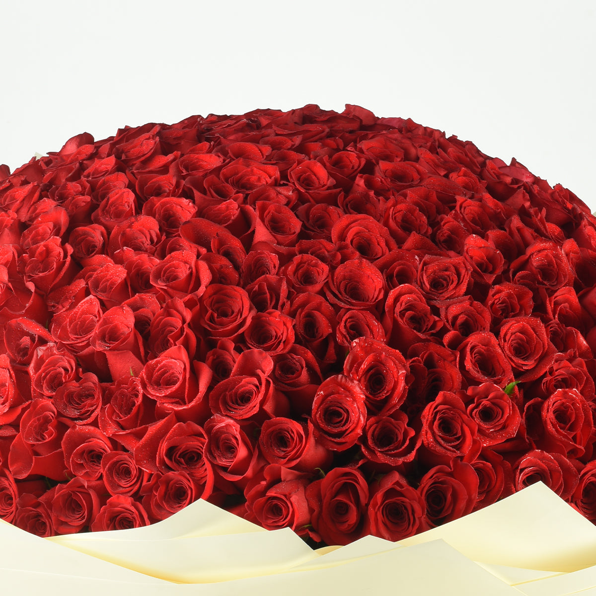 365 Red Blush Bloom