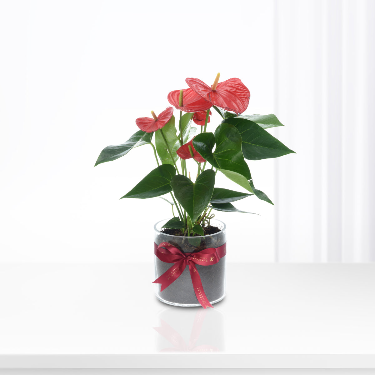 Anthurium Red In Glass Vase