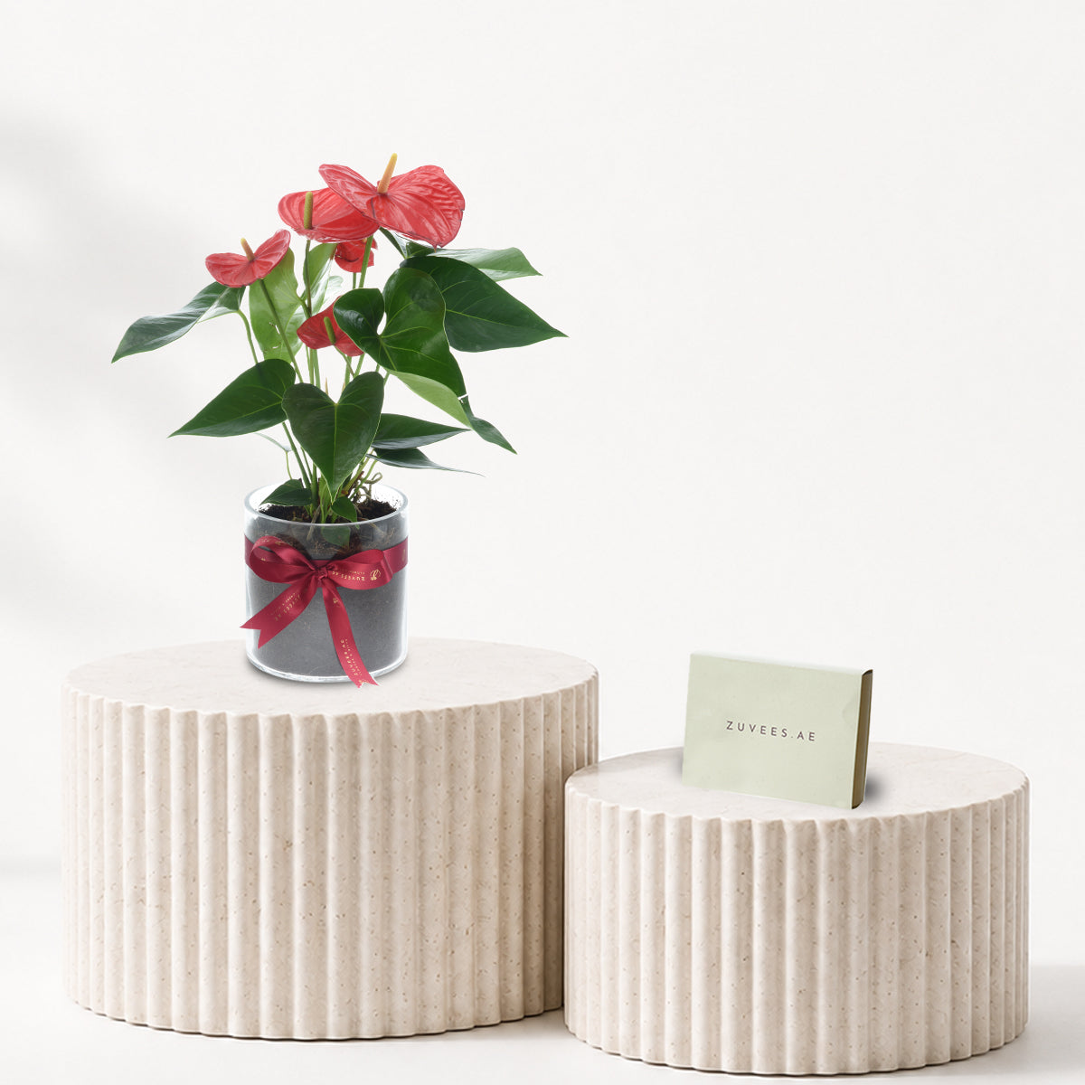 Anthurium Red Plant Chocolate Combo