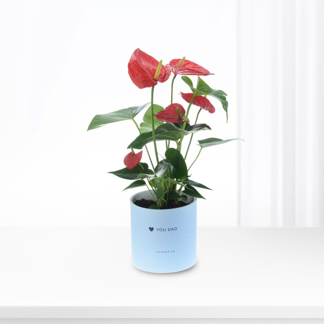Red Anthurium plant with glossy red blooms in a Love You Dad vase, Father&