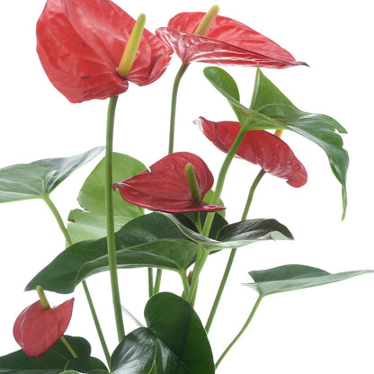Anthurium Red Love You Dad Vase