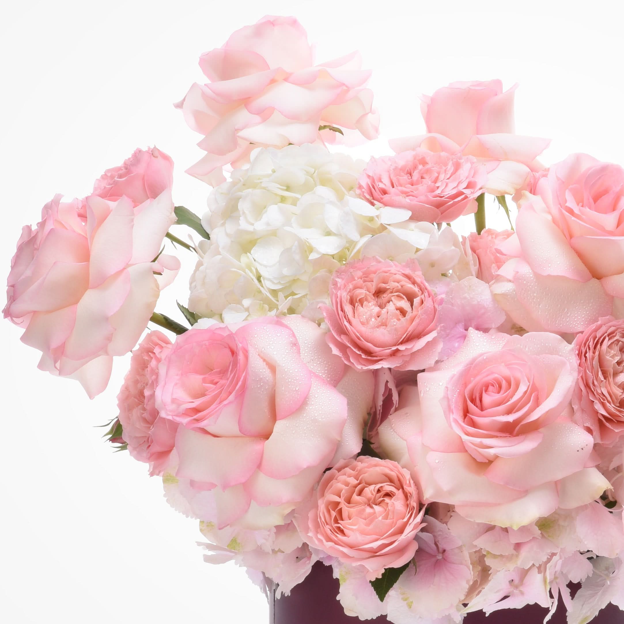 Delicate pink roses and white hydrangeas, dew-kissed, in soft pastel bouquet against pure white.