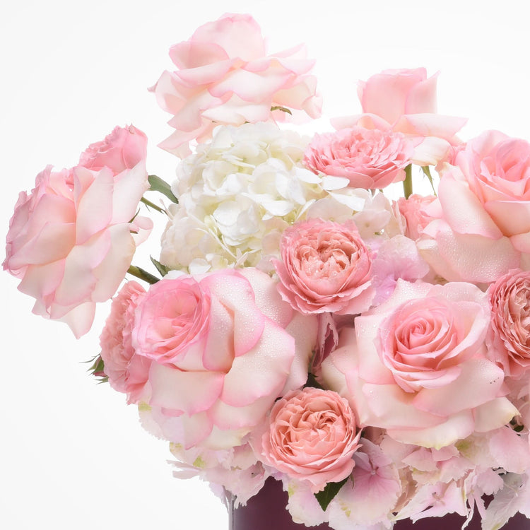 Delicate pink roses and white hydrangeas, dew-kissed, in soft pastel bouquet against pure white.