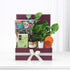 Diwali Prosperity Money Plant Gift Hamper - Diwali Gifts