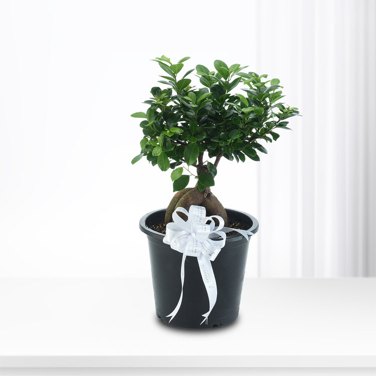 Ficus Bonsai Plant