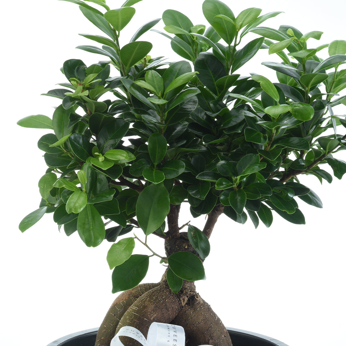 Ficus Bonsai Plant