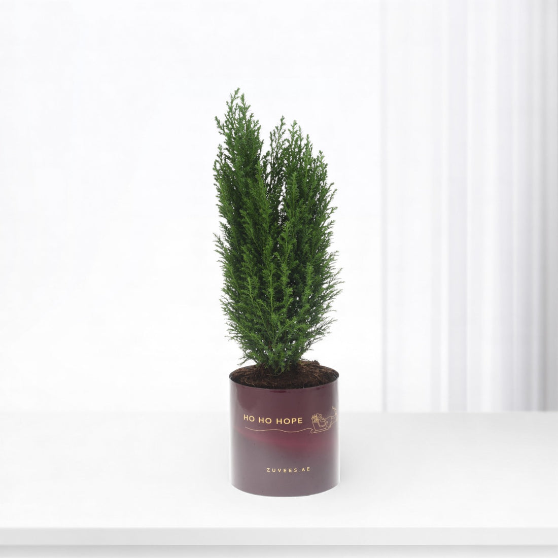 Vibrant green conifer in burgundy pot with "Ho Ho Hope" text, minimalist white background.