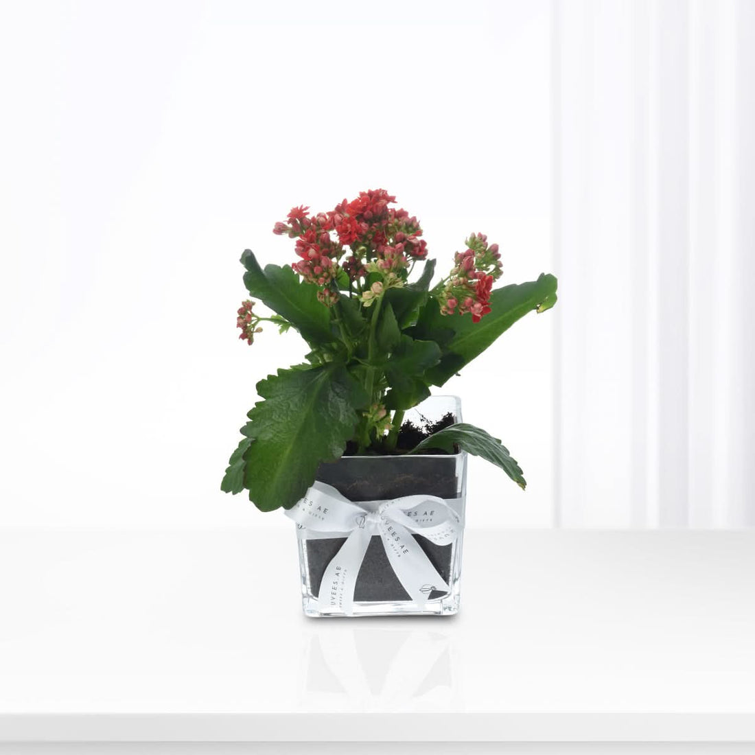 Red blooming Kalanchoe plant in a square glass vase with a red ribbon, indoor flowering plant gift, Zuvees UAE