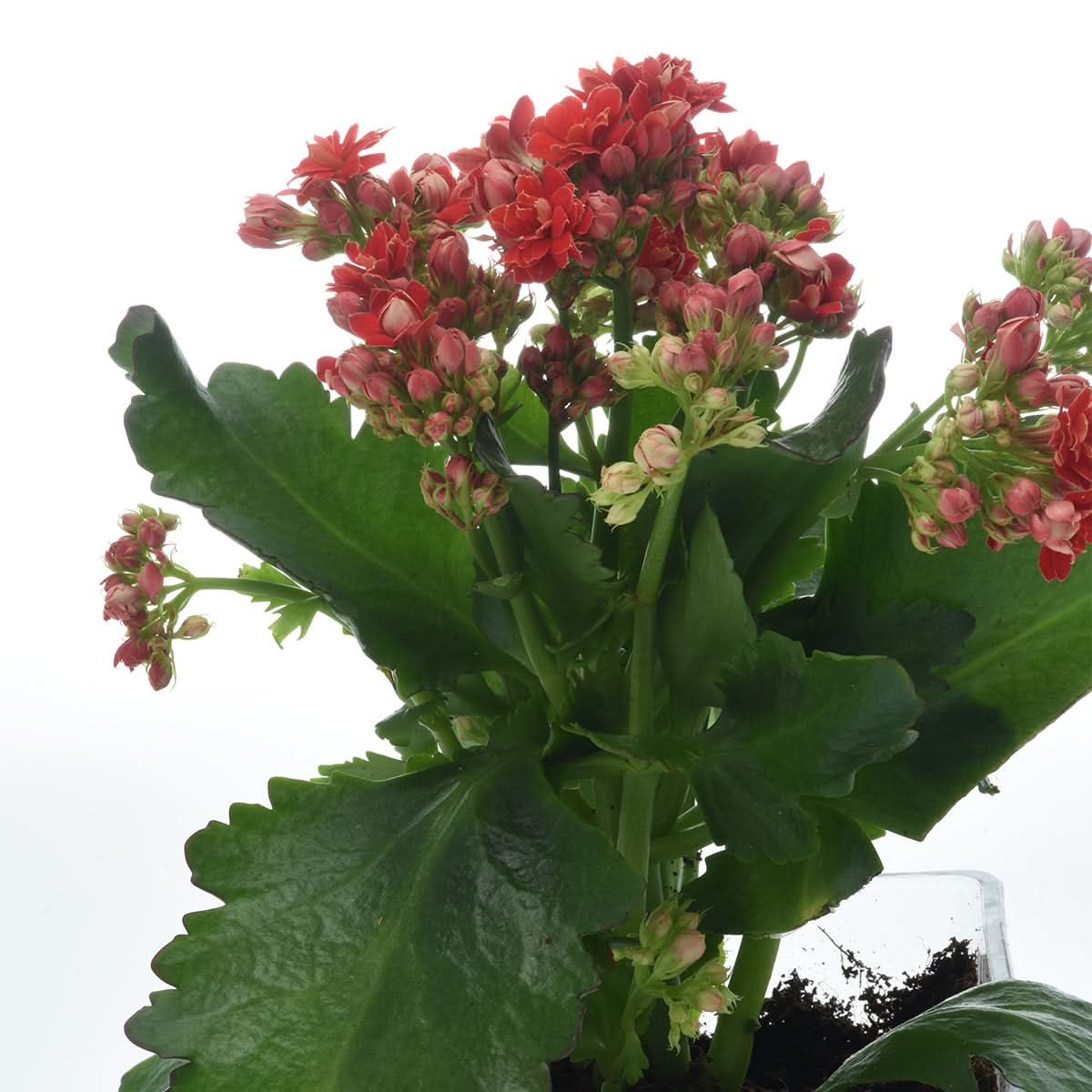 Kalanchoe Red Plant