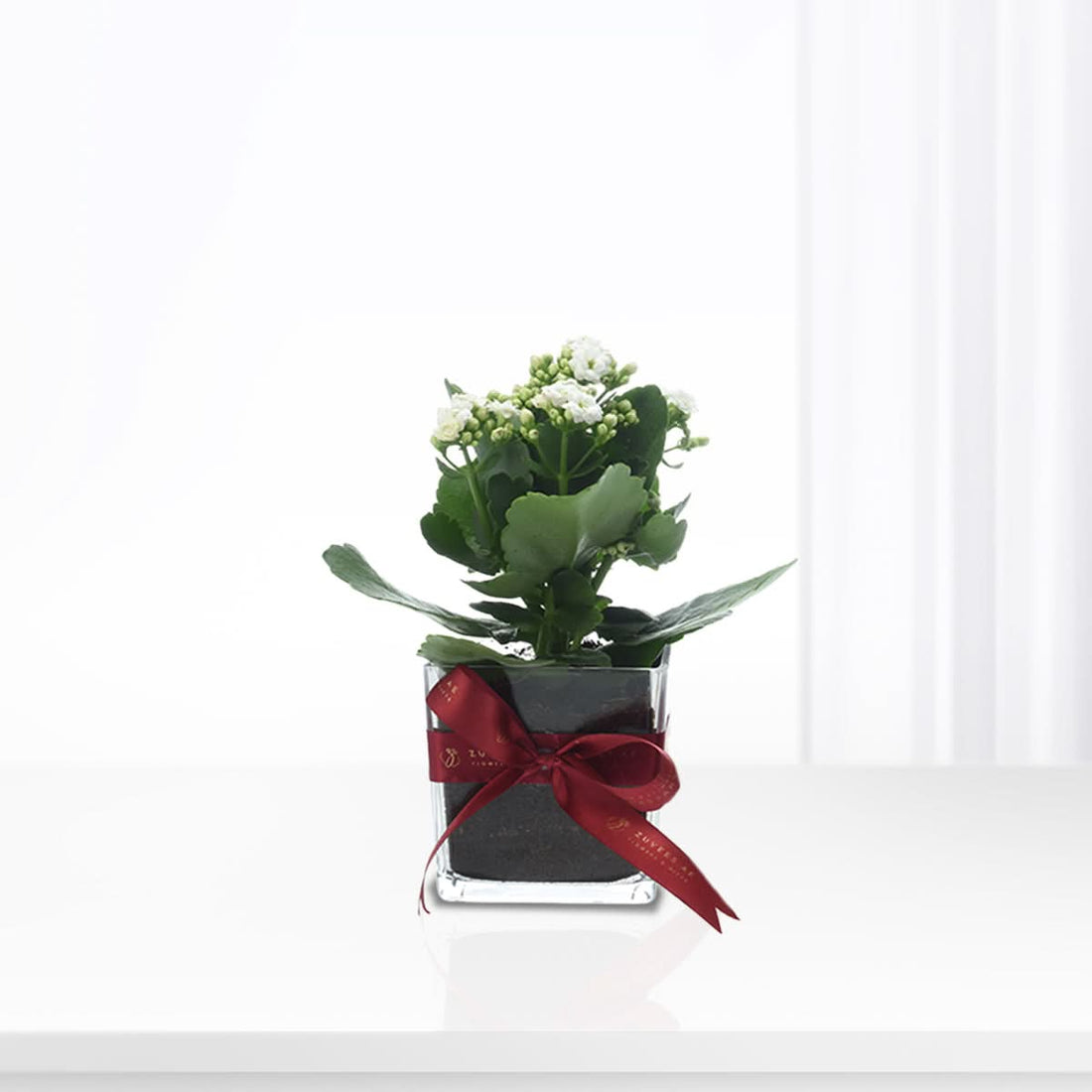 White blooming Kalanchoe plant in a modern square glass vase finished with a red ribbon, Zuvees flower and plant gifts UAE