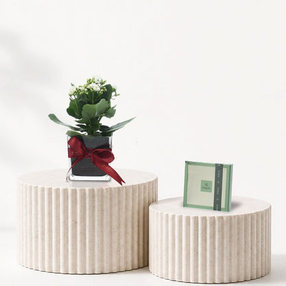 Kalanchoe White Plant Chocolate Combo
