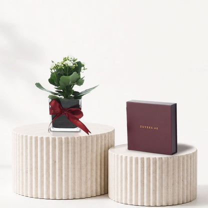 Kalanchoe White Plant Chocolate Combo