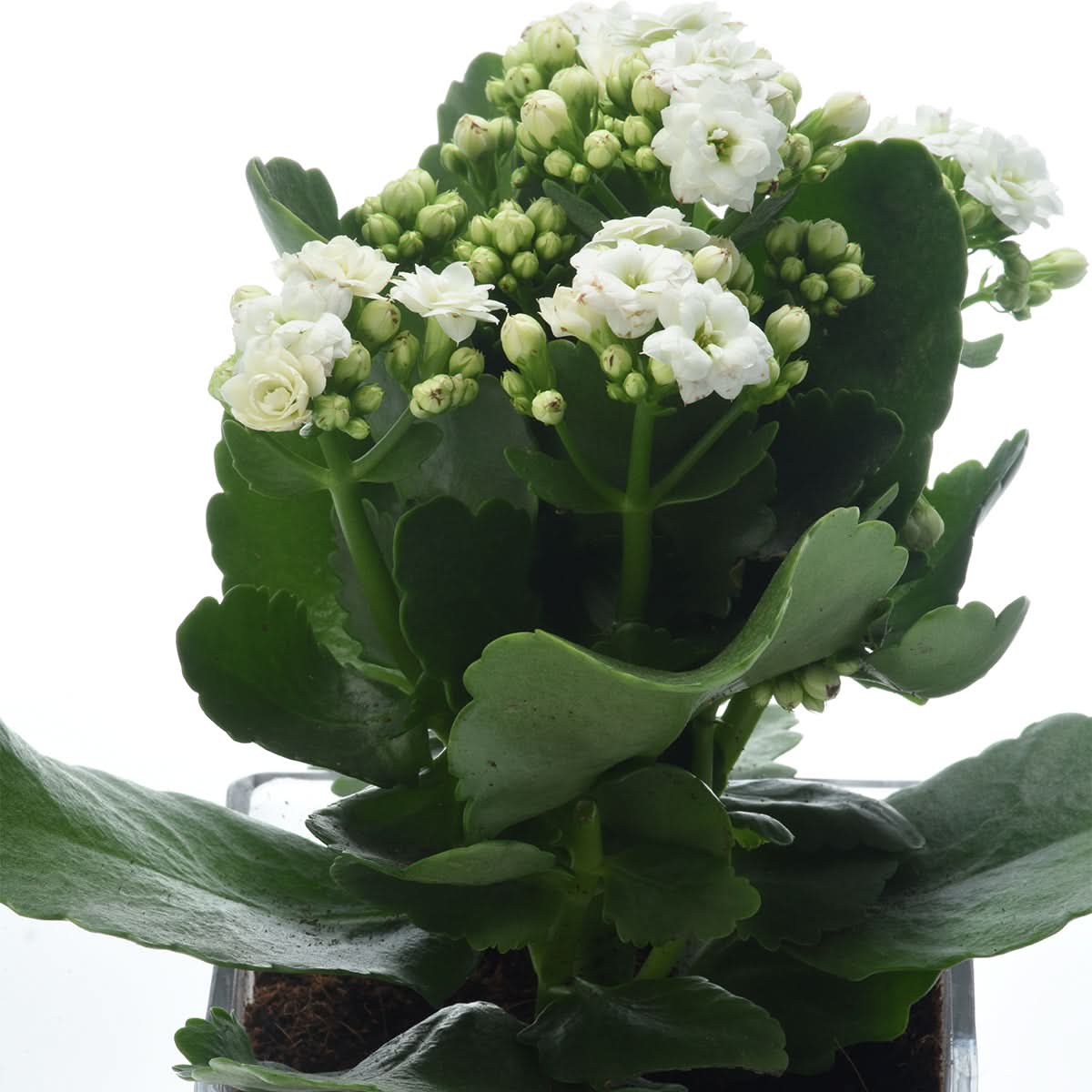 Kalanchoe White Plant