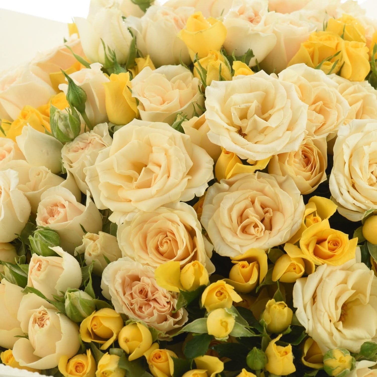 Laylat Al Noor Bouquet - Zuvees.ae