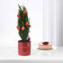 Red-ornamented mini tree in glossy pot beside layered berry cake.