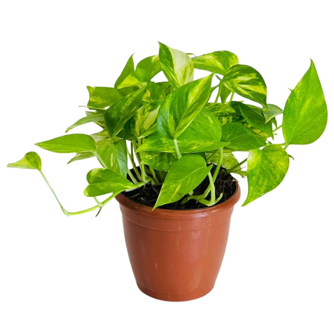 Vibrant green and yellow variegated pothos in terracotta pot, lush trailing leaves, ideal indoor plant.